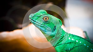 Lizard iguana