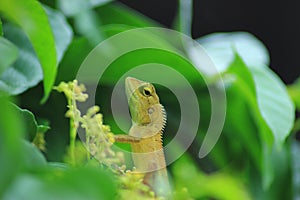 Lizard, Iguana, Gecko, Skink,Lacertilia