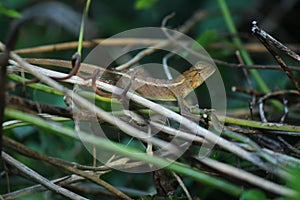 Lizard, Iguana, Gecko, Skink,Lacertilia