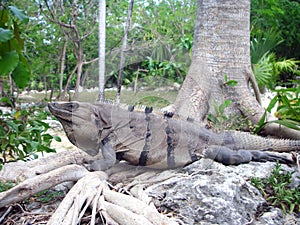 lizard  iguana  reptile  animal  dragon