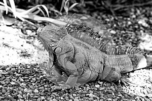 Lizard iguana with spines sitting on grey stones in Honduras