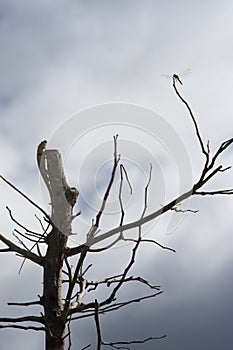 Lizard,iguana on a top of tree for wait to eat a dragonfly with blue sky and clouds on background,filtered image,selective focus