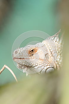 Lizard - Iguane - Iguana photo