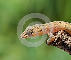 Lizard isolated smooth blur background. Close-up of a lizard.