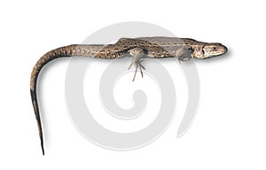 The lizard isolated on white