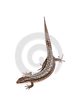 Lizard isolated on white background