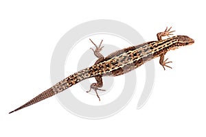 Lizard isolated on white background