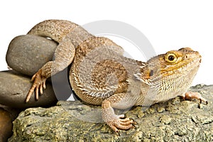 Lizard isolated on white background