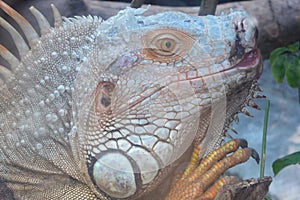 A lizard in its enclosure in the ho chi minh city zoo