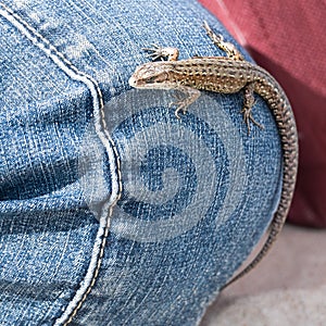 Lizard on jeans