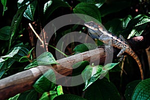 Lizard Kin Ka. Beautiful large lizard in the tropical jungle. Bright color reptile in the twilight rain forest. Copy space photo