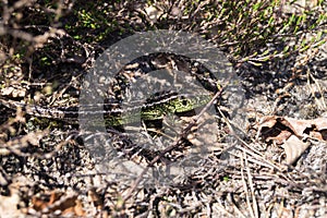 Lizard Lacerta agilis