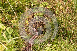 lizard (Lacerta agilis) in the grass