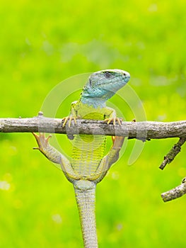 Lizard Lacerta viridis