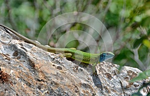 Lizard Lacerta Viridis photo