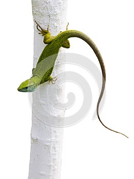 Lizard Lacerta viridis photo