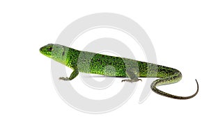 Lizard Lacerta viridis (European Green Lizard)