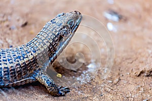 Lizard or lacertian reptile