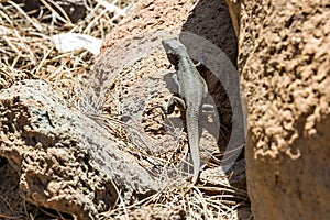 Lizard or lacertian reptile