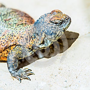 Lizard or lacertian reptile