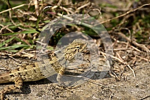 Lizard on land