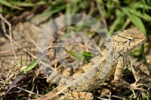 Lizard on land