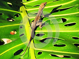 Lizard on a Large Leaf