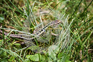 Lizard lat. Lacerta agilis in the natural habitat during the mating season
