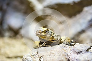 The lizard latin name Sauromalus obesus on the rock. Detail of reptile animal