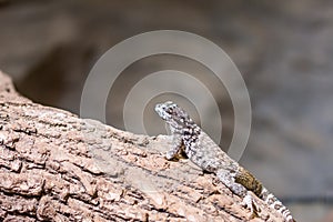 The lizard latin name Sauromalus obesus on the rock. Detail of reptile animal