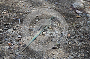 A lizard is laying on the ground in a rocky area