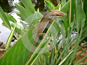 Lizard & Leaf