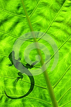 Lizard on Leaf