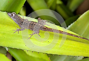 Lizard on a leaf