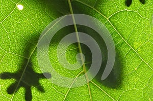 Lizard on Leaf