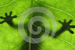 Lizard on Leaf