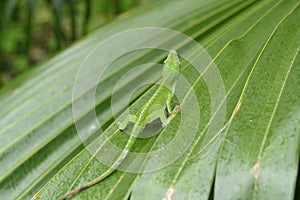 Lizard on leaf