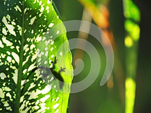 Lizard on leaf rainforest silhouette