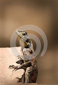 Lizard on a ledge