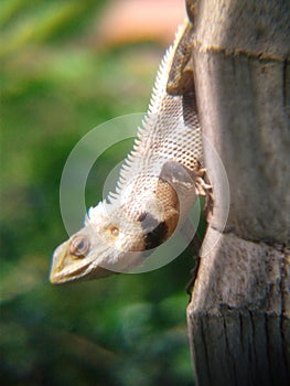 It is a Lizard_like creature commonly found in india it is called onan