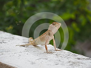 Lizard, little iguana