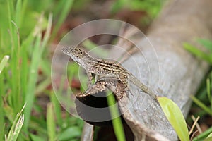 Lizard on a Log