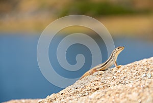 Lizard look around and smiles while stands in a rock of desert photo