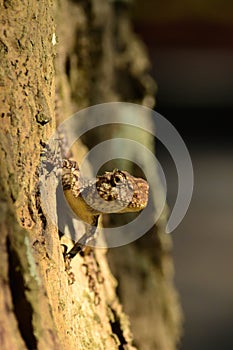 Lizard looking in the curious in the camera