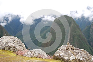 Lizard looking at the hill of Putucusi photo