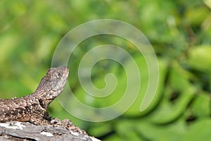 Lizard looking at something