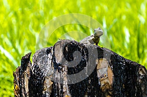 Lizard looking at you.