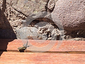 Chilean lizard in photo