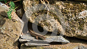 A lizard lurks from its hiding place. A small hunter waiting for insects