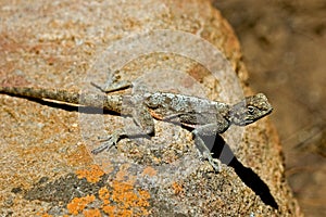 Lizard lying on rock